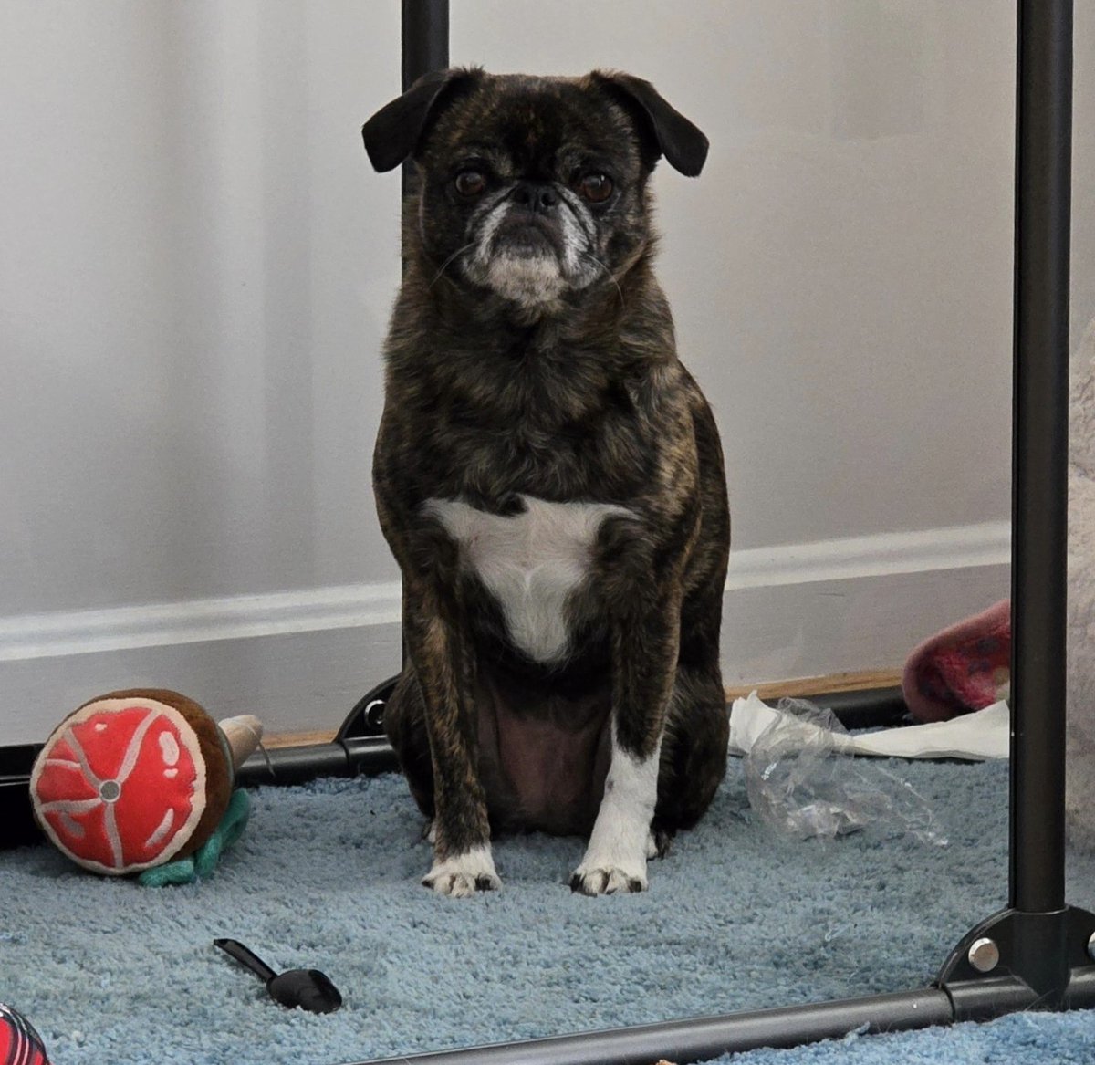 Monkey has big plans for that spoon. They may or may not involve making a shiv. #monkadoodledoo #apugandhershiv