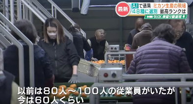 toyoshi's tweet photo. 動画みてても混乱する内容だった。改善されるのを望む。①JA熊本がみかんの共同AI選別機を導入 ②AIでの優良品率に応じて農家の手取りが決まる ③農家は手取りを増やしたいのでAI選別機にかける前に手で選別するようになる ④手で選別するのは時間がかかるのでAI選別にかける前の共同選別機を購入する人たちが現れる
