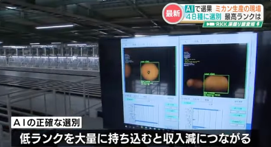 toyoshi's tweet photo. 動画みてても混乱する内容だった。改善されるのを望む。①JA熊本がみかんの共同AI選別機を導入 ②AIでの優良品率に応じて農家の手取りが決まる ③農家は手取りを増やしたいのでAI選別機にかける前に手で選別するようになる ④手で選別するのは時間がかかるのでAI選別にかける前の共同選別機を購入する人たちが現れる