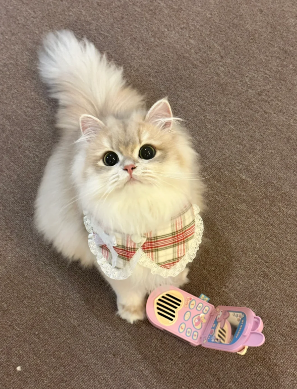 子猫はなぜ私に電話をかけてきたのですか
