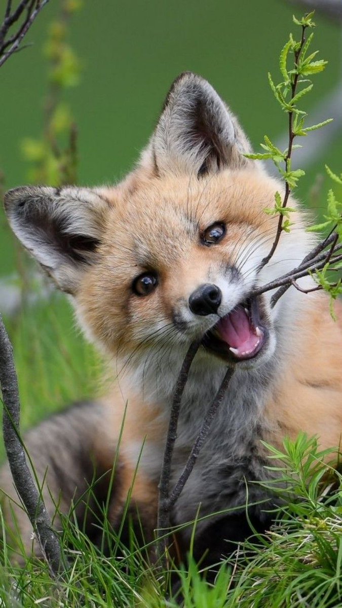 vivaneil (@vivaneil1234) on Twitter photo 