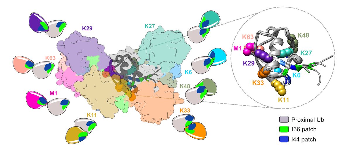 Rashmi Agrata (@rashmi_agrata) on Twitter photo New to #ubiquitin? Been with it for a while? Either way this review may be for you 🤩:
Excited to share our review article in <a href="/MolecularCell/">Molecular Cell</a> , diving deep into everything #ubiquitin
Read here 👉 kwnsfk27.r.eu-west-1.awstrack.me/L0/https:%2F%2…
<a href="/CellPressNews/">Cell Press</a>
<a href="/WEHI_research/">WEHI (Walter and Eliza Hall Institute)</a> @komander_lab New to #ubiquitin? Been with it for a while? Either way this review may be for you 🤩:
Excited to share our review article in <a href="/MolecularCell/">Molecular Cell</a> , diving deep into everything #ubiquitin
Read here 👉 kwnsfk27.r.eu-west-1.awstrack.me/L0/https:%2F%2…
<a href="/CellPressNews/">Cell Press</a>
<a href="/WEHI_research/">WEHI (Walter and Eliza Hall Institute)</a> @komander_lab