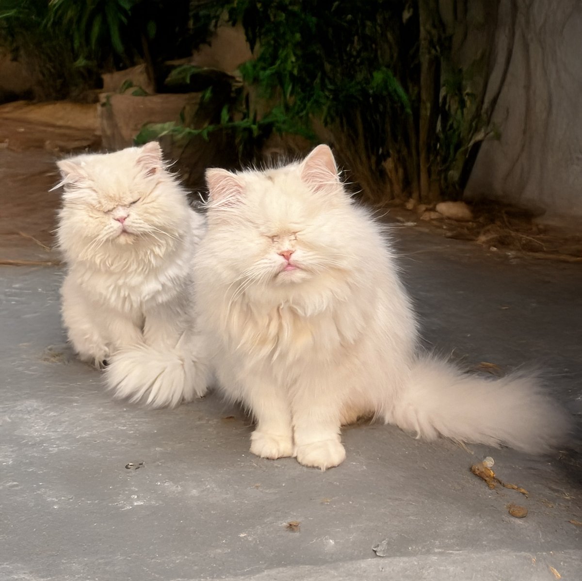 Twinning! But do you know who's who?

#blindcats #cats #catsofx #twinning