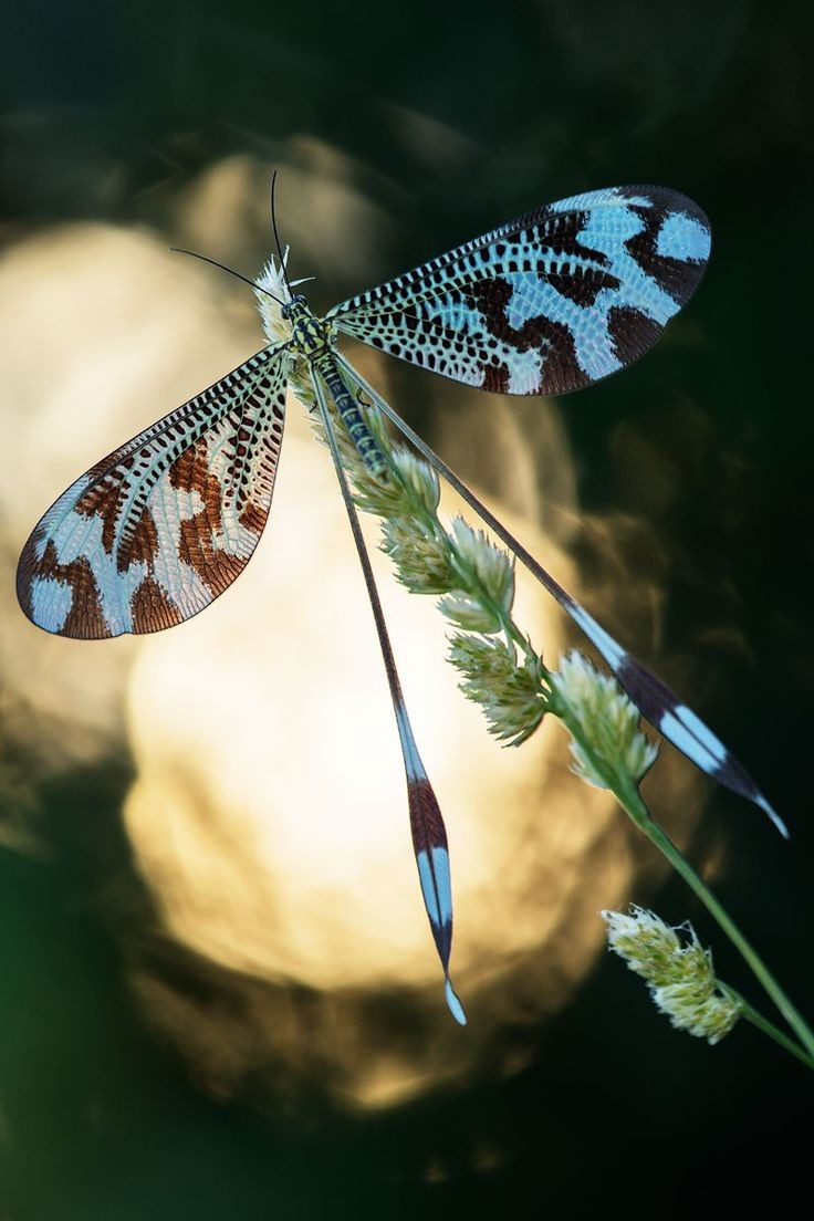 LostStar_47's tweet image. Two Winged Spoonwing - Nemoptera Bipennis
#insect #wild #nature #animal