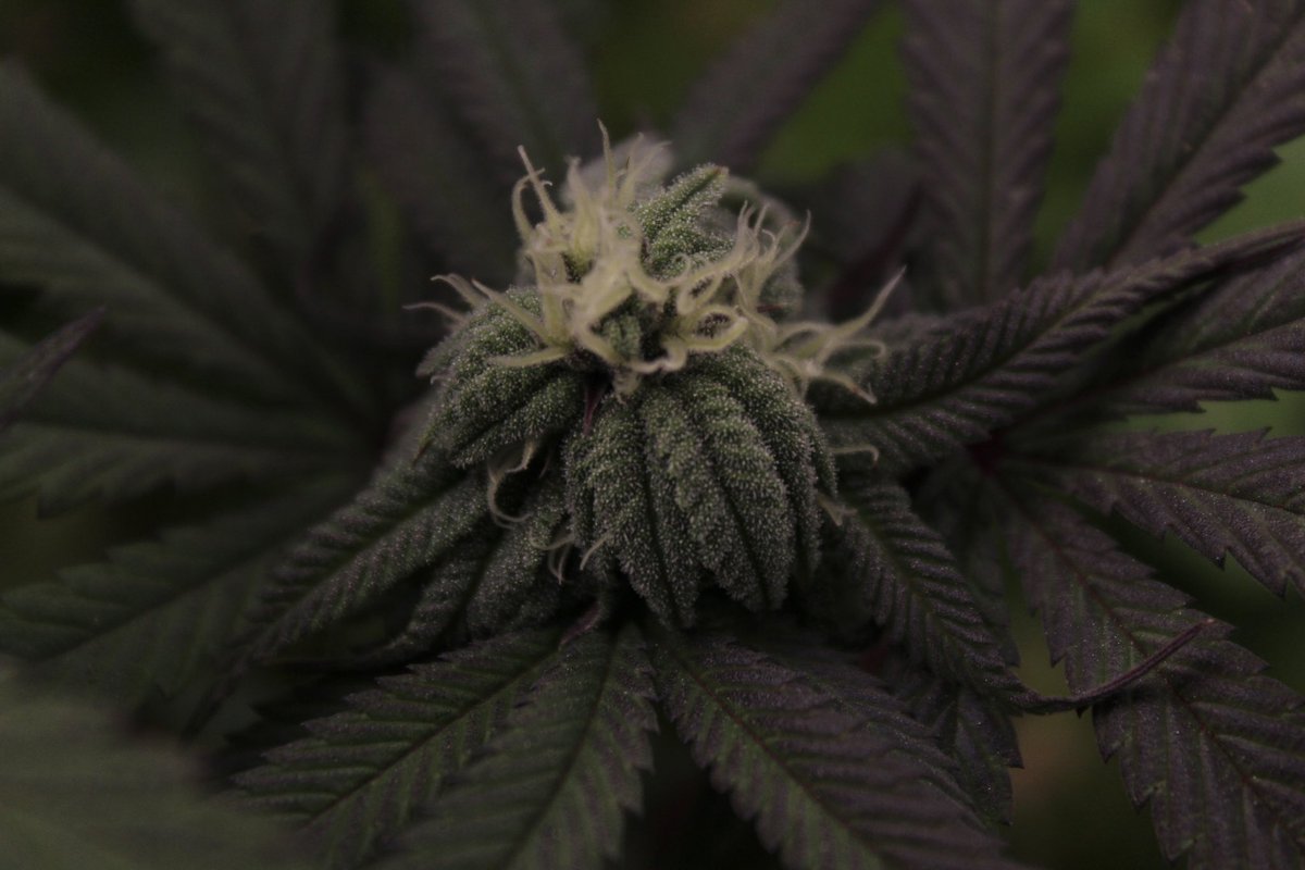SIK3_one's tweet photo. 📙Tester 920 (Purple Pheno) this one has those creamcicle terps 🔥 my fav so far!
@Umamiseedco @Umamiseedco
#testers #thehunt #fromseed #onemancrew https://t.co/52BJXhktp3