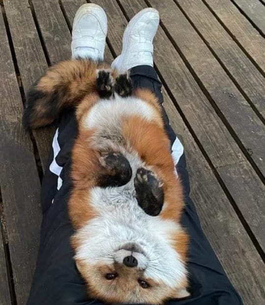 🍁 𝓣𝓱𝓮 𝓕𝓸𝔁 𝓛𝓲𝓯𝓮 🌾🦊 tweet media