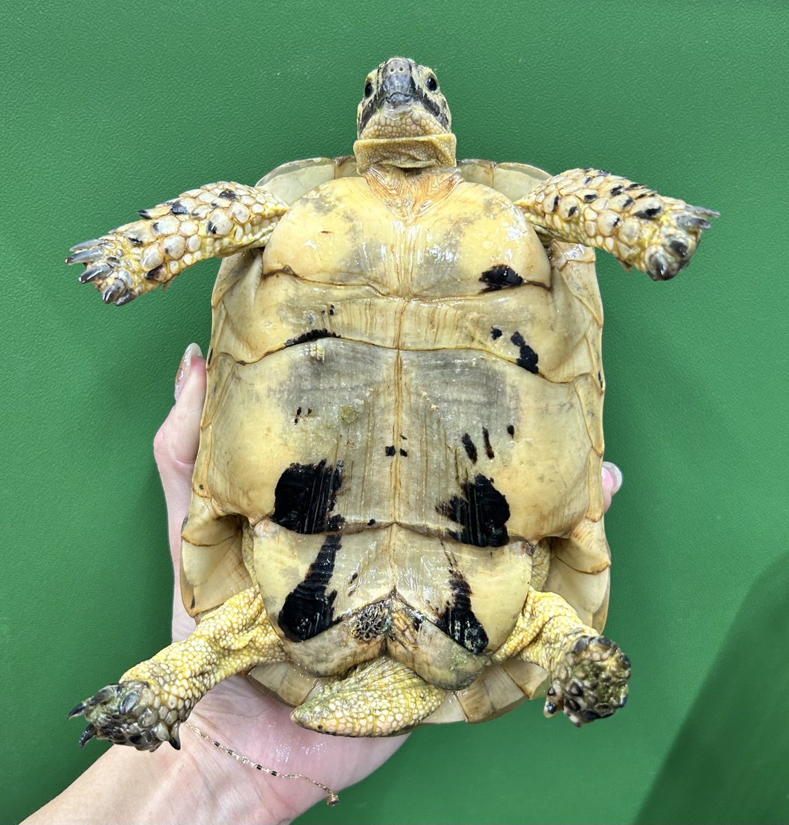 Reptiles shop Antille (爬虫類屋アンティル) tweet media