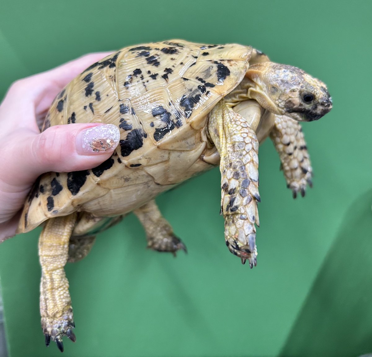 Reptiles shop Antille (爬虫類屋アンティル) tweet media