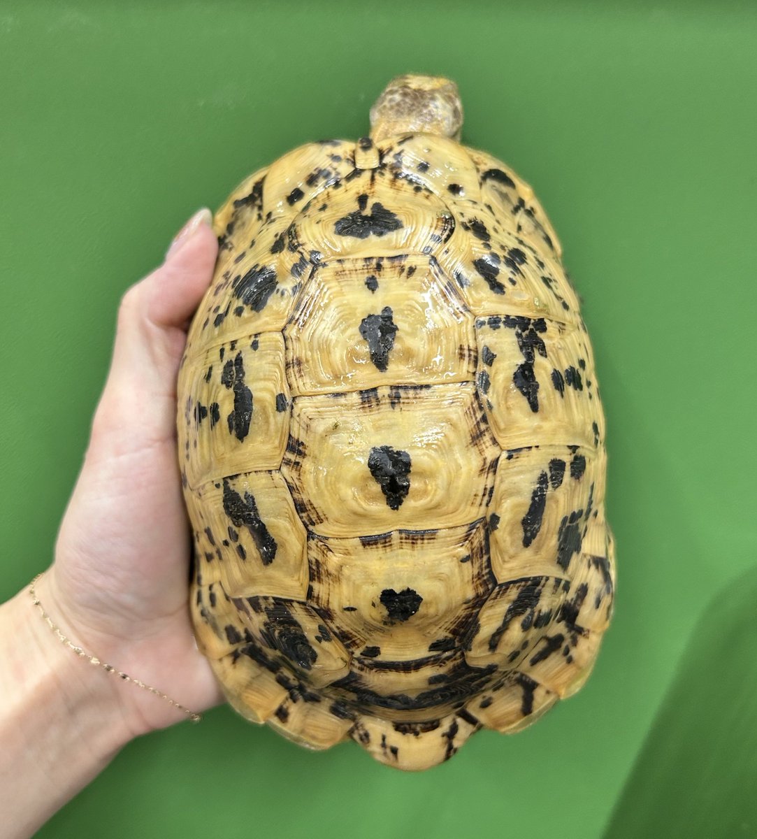 Reptiles shop Antille (爬虫類屋アンティル) tweet media