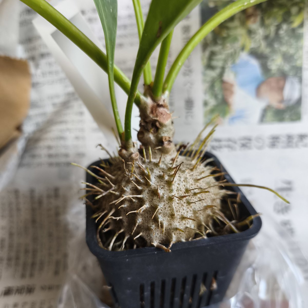 kumiQ__Q's tweet photo. アリ植物購入しました。グロい見た目がとても良い！#アリ植物 https://t.co/NUmelyjZIV