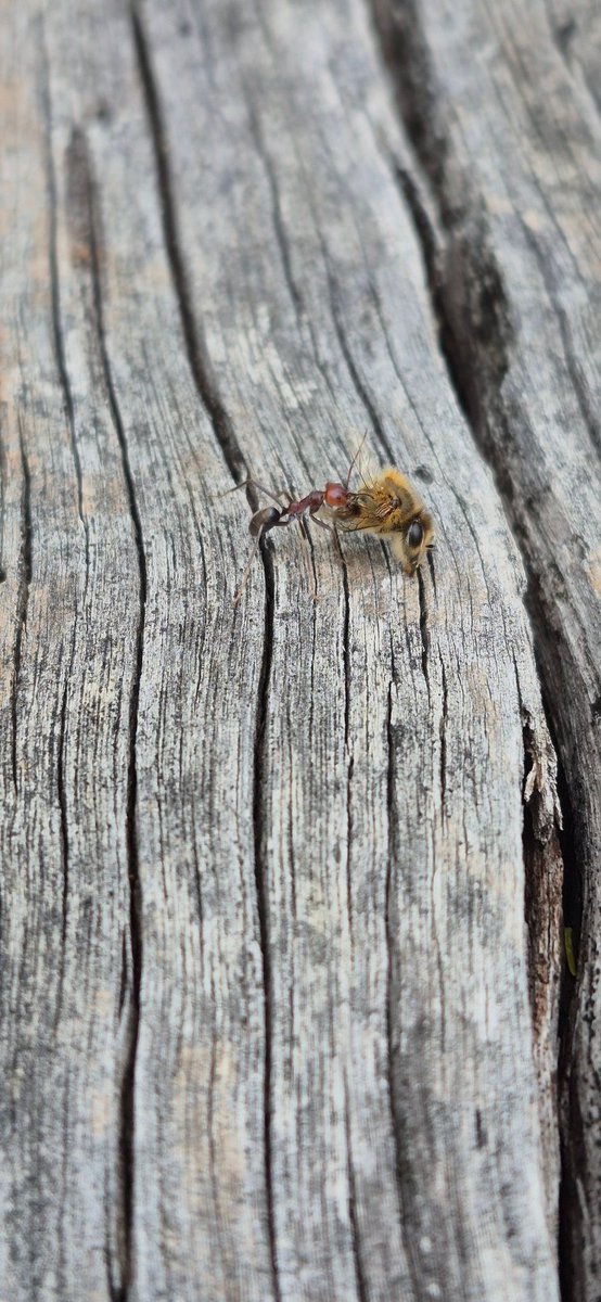 UTLAU's tweet image. Anton and Eric? (*if you know, you know ... #MontyPython)