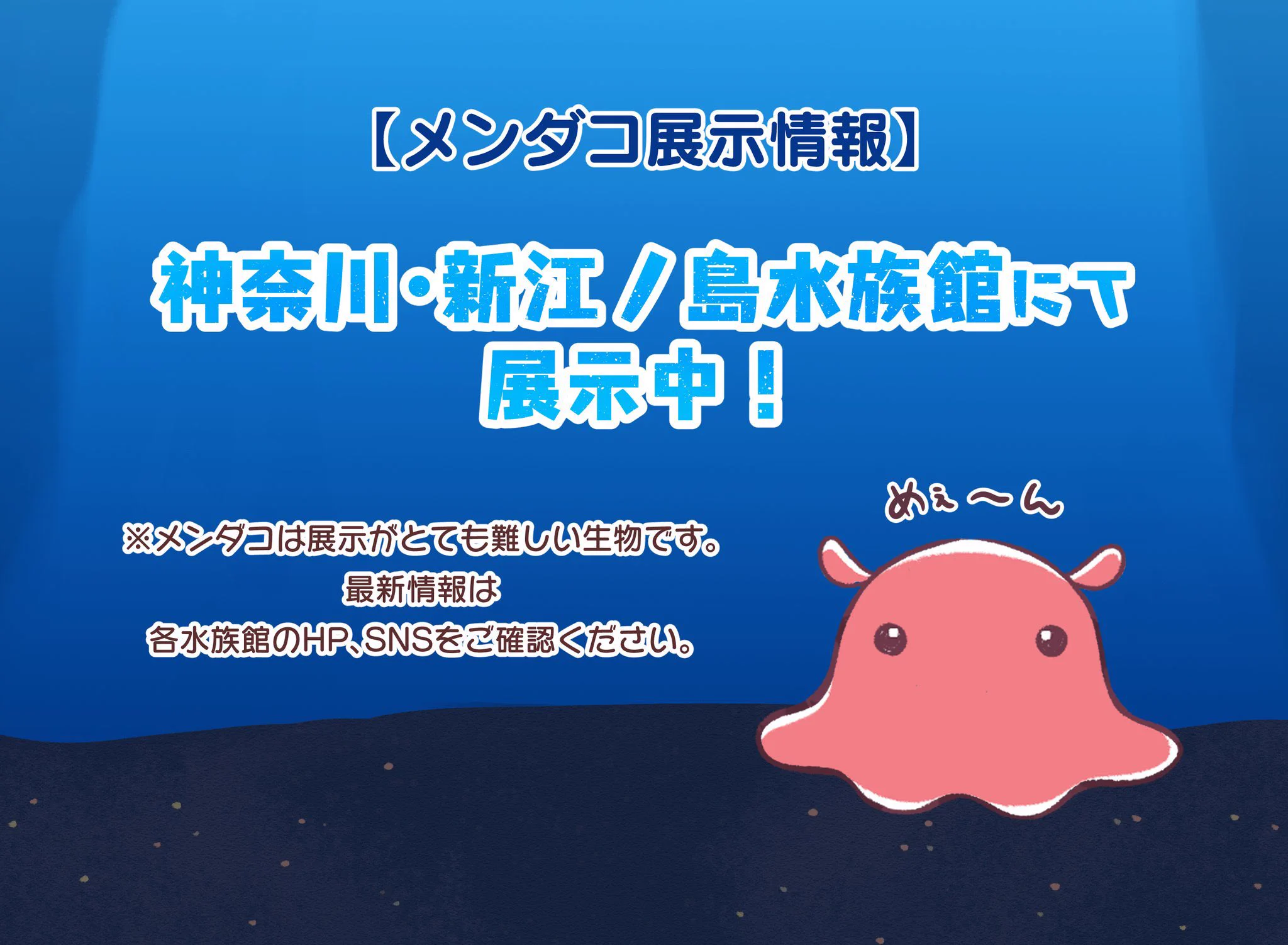 メンダコのめんめん on X: 