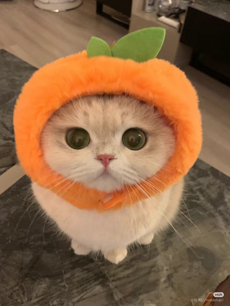 ต๋าจู . _ . tweet media