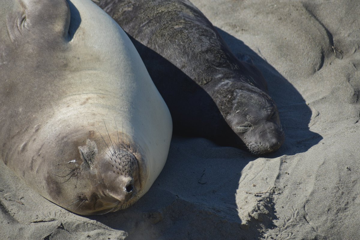 Alicia Fox🦊🦎 tweet media