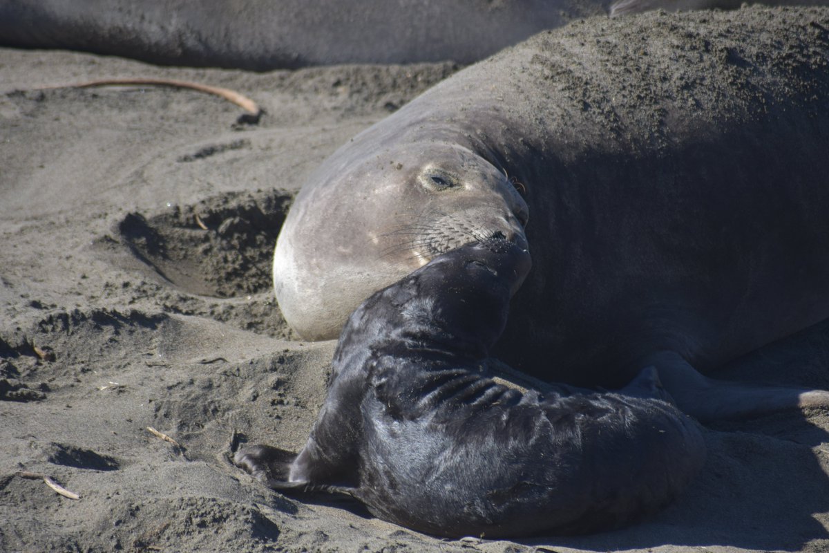 Alicia Fox🦊🦎 tweet media