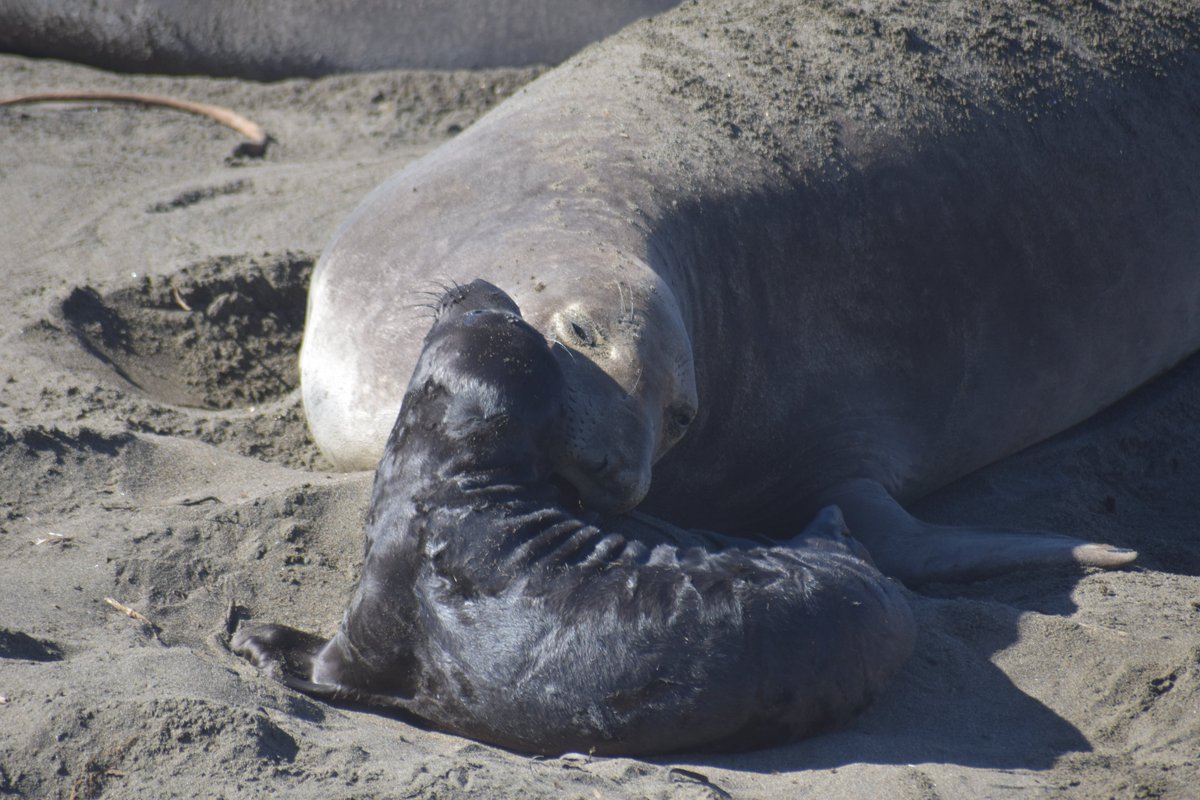 Alicia Fox🦊🦎 tweet media