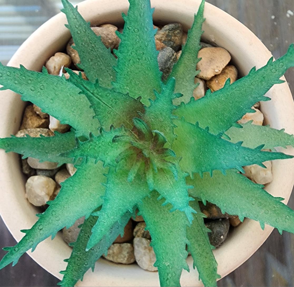 qpghp's tweet image. #다육이