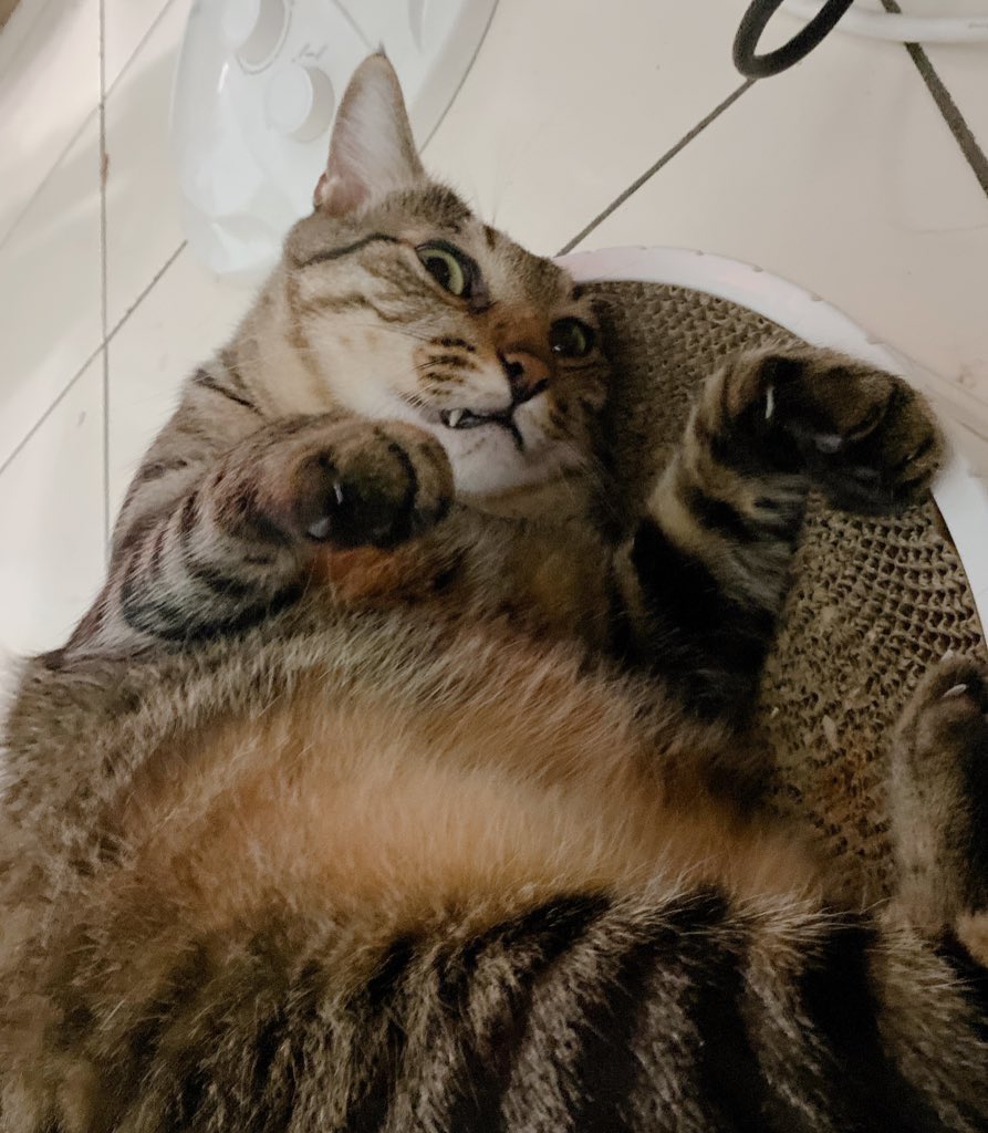 🐯