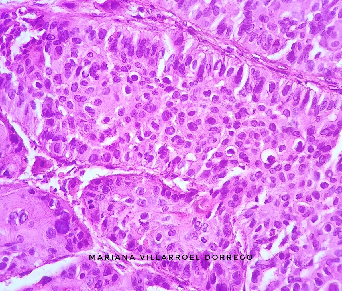 Reportes Villarroel tweet media