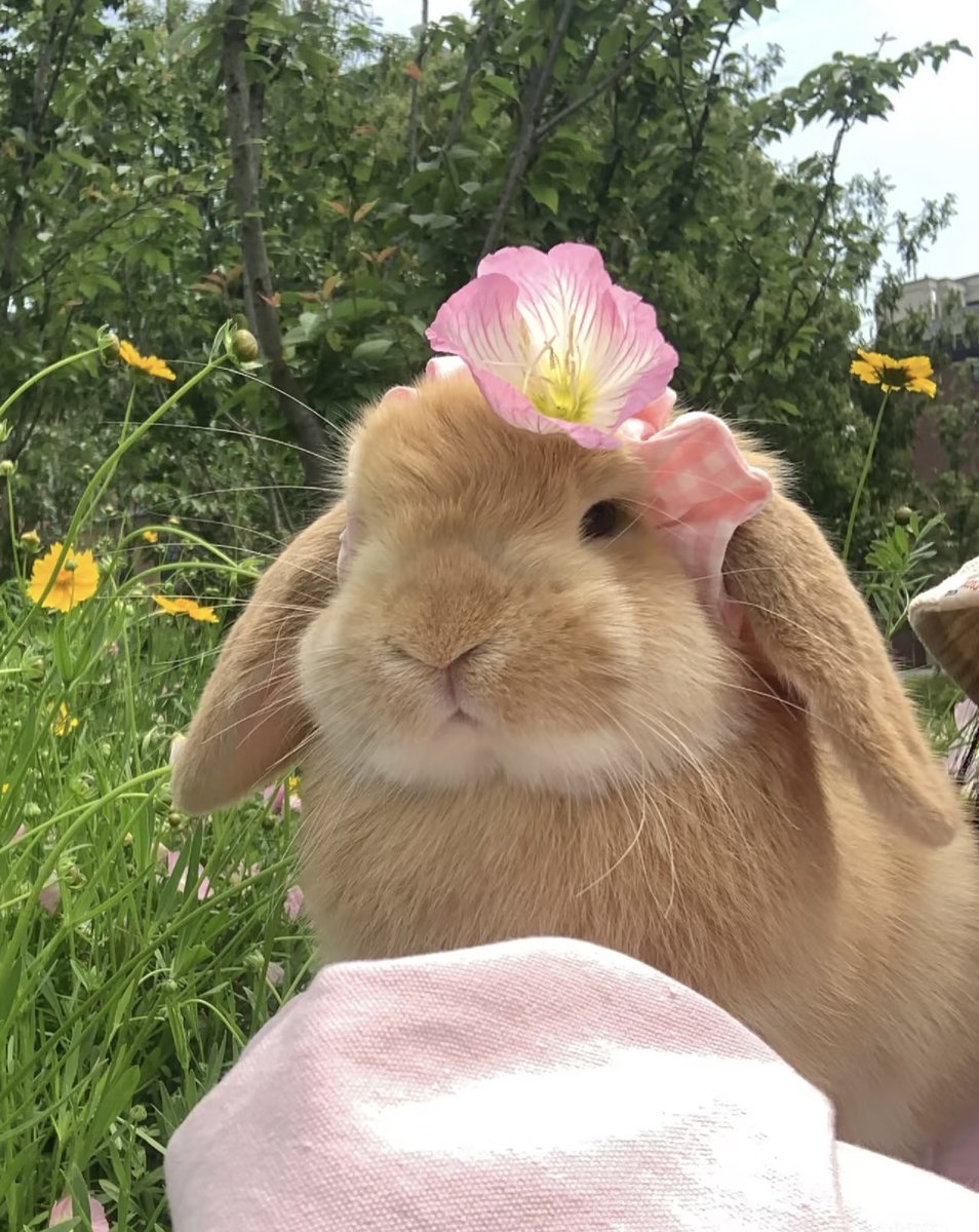 DonnaMartin87's tweet photo. It's a free rabbit. #rabbit https://t.co/ckG5LraCac