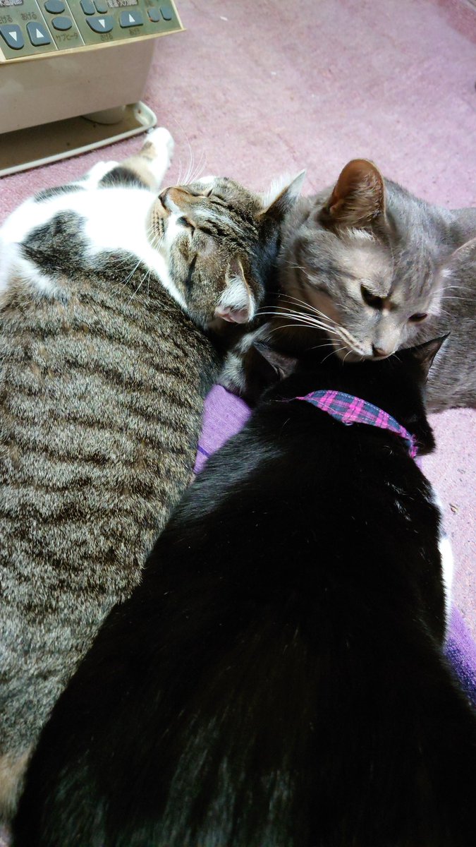 fukuneko01004's tweet photo. #TLに疲れたからみんな猫流そうぜ自慢してくれよあんたの猫をさ

TLより、雪に疲れた…雪に疲れた……
雪に……疲れたよ………
【あと1回大寒波来たら春来るよ…多分😅】
猫様の活きるう◯こ💩と猫吸いしまくって…生きる💪 https://t.co/hHeivnbtlh