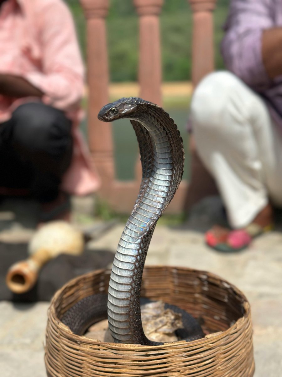 setusolankii's tweet photo. कोई डरता है, कोई उस डर का कारोबार करता है।
#जय_भोलेनाथ ❤️ https://t.co/AACGMkF8aX