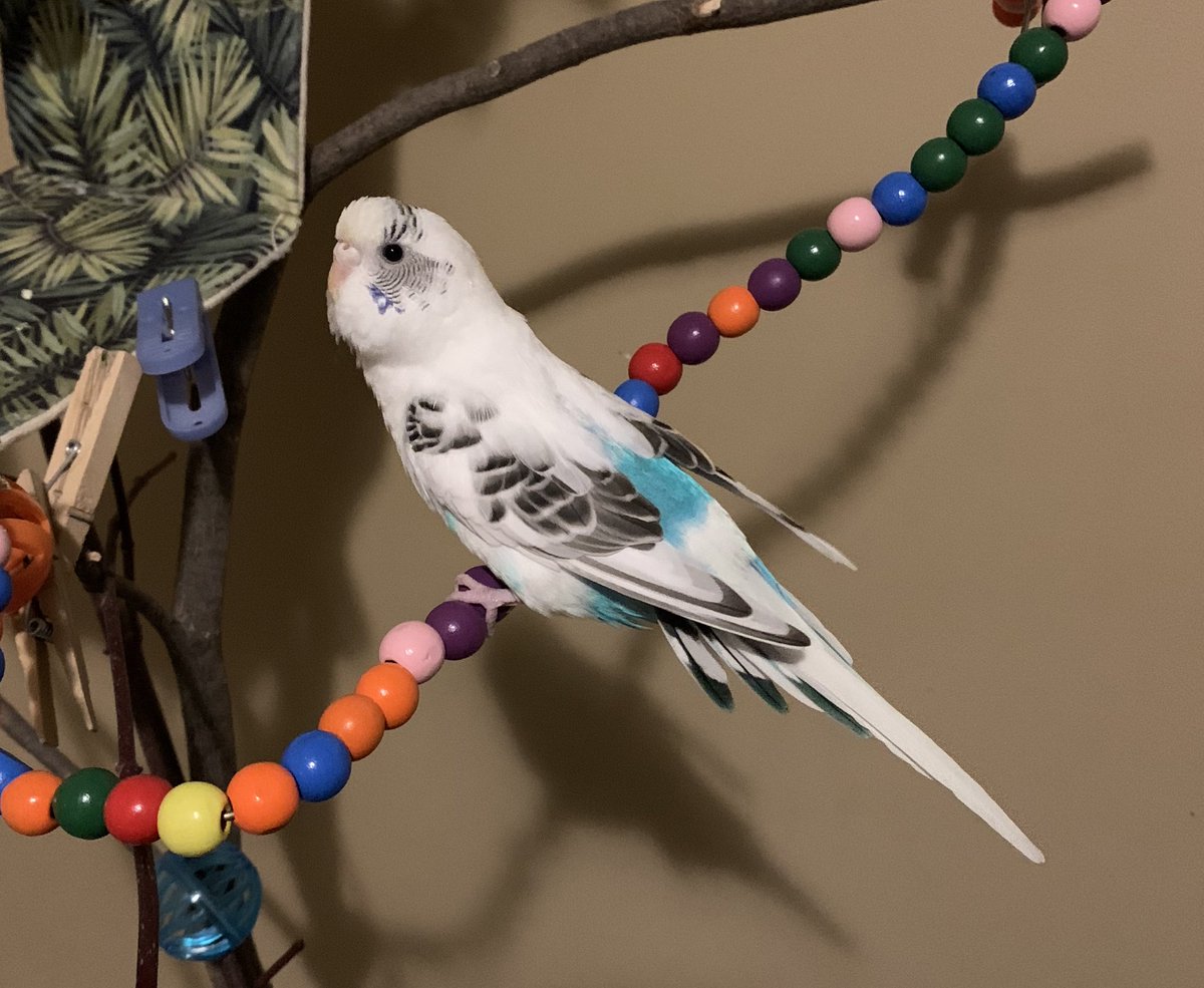 JacobTatenashi's tweet photo. My bird passed today, I hope she’s in a better place. https://t.co/B9Bb5EAAsO