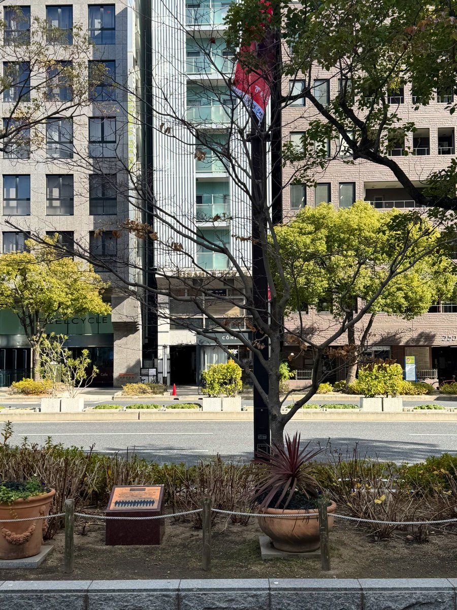 kimi_wo_miagete's tweet image. 阪神淡路大震災から30年。J-FRIENDSの活動に、被災者の1人として、今日も背中を押してもらって生きています。今日の記念樹を、神戸より愛を込めて。J-FRIENDSと、彼等のファンに届きますように🌳
@tokioinc_2021 @KinKiKids_721 @20thCentury_SIN @GoMorita_JP @kenmiyake_idol @J_OKADA_AISTON