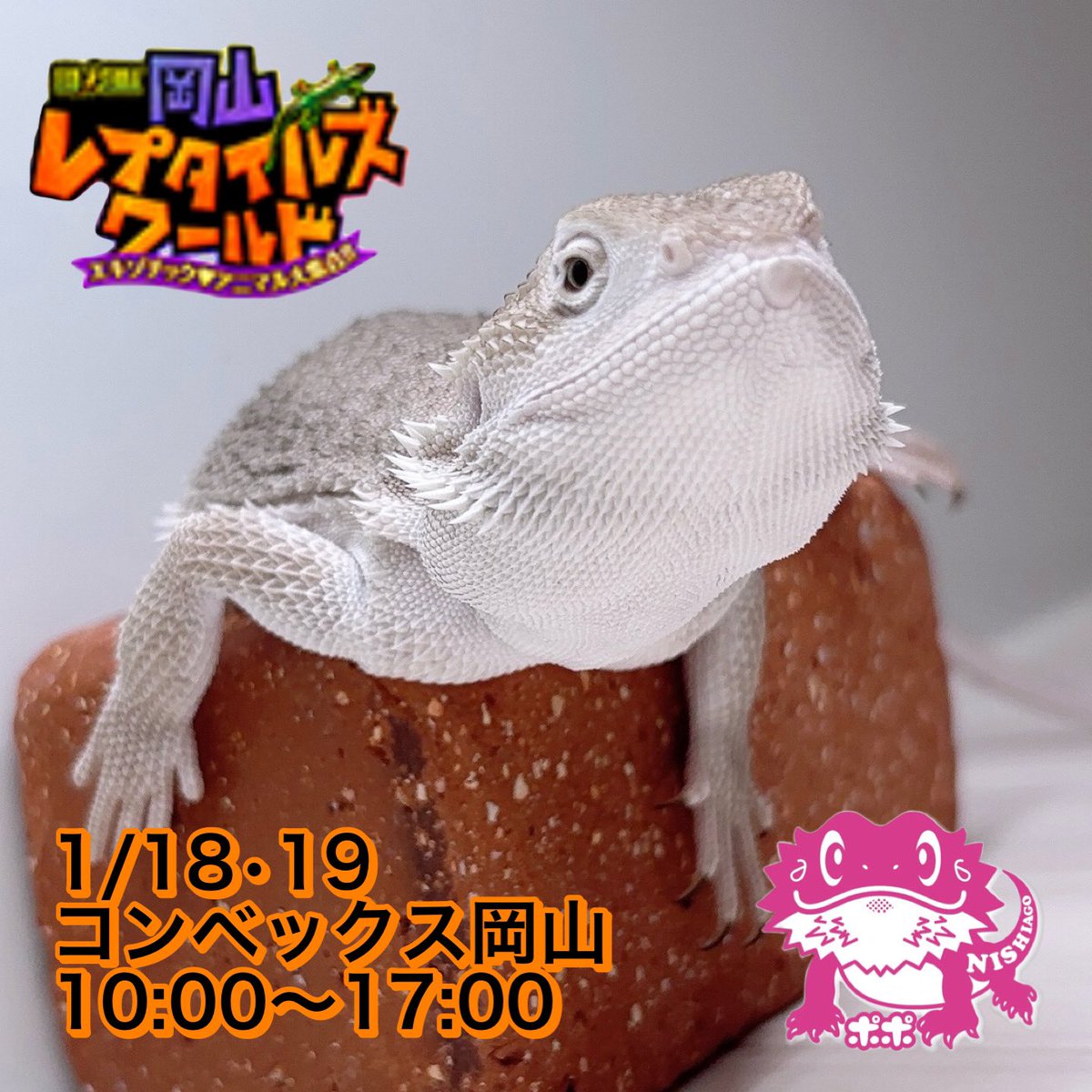 爬虫類　フトアゴヒゲトカゲ　ポポのゲージ　爬虫類ゲージ　お値下相談可 爬虫類 フトアゴヒゲトカゲ ポポのゲージ 爬虫類ゲージ お値下