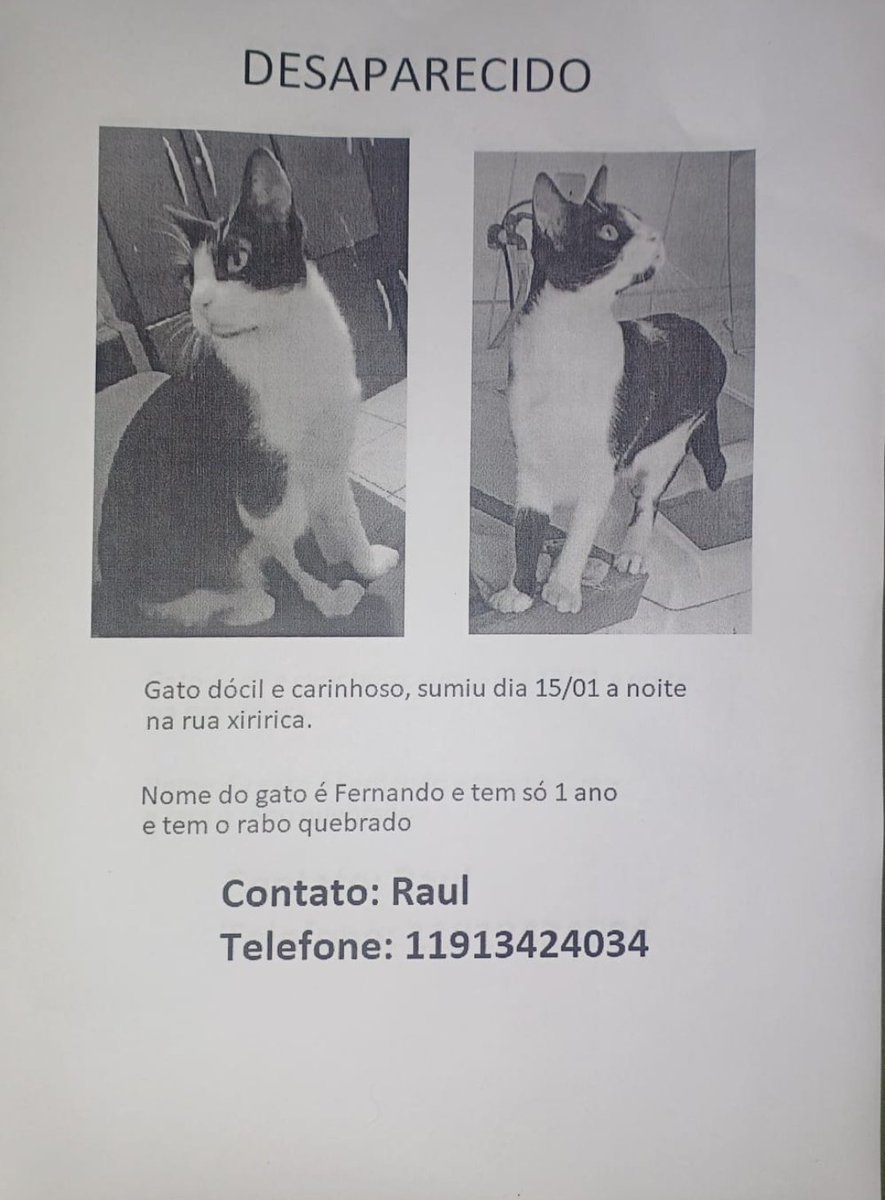 O gato Fernando de um amigo meu desapareceu na Xiririca, alguém viu ele/ por favor pode ajudar a achar ele?