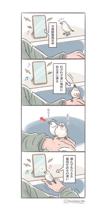 今日も便利に使われるかいぬし
#文鳥 
#4コマ漫画 