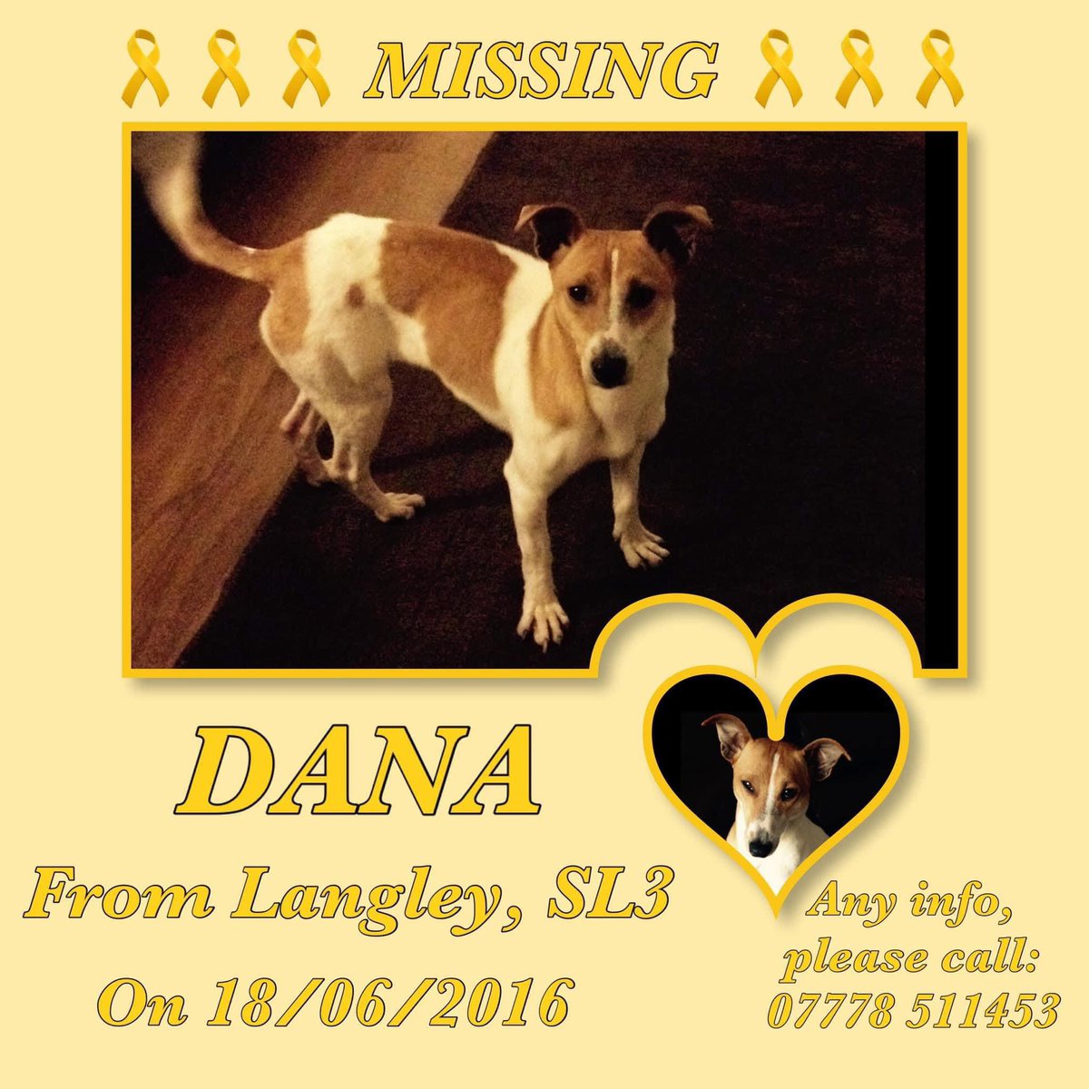 ‼️POSSIBLE SIGHTING - CROW PIECE LANE SLOUGH 16/01/2025‼️
Message received. Someone has seen a dog matching Dana’s description at Crow Piece Lane going towards Slough “near the woods” at about 8.30pm. Can anyone in the area please keep a look out 🙏🏻🤞🙏🏻 TY xx
