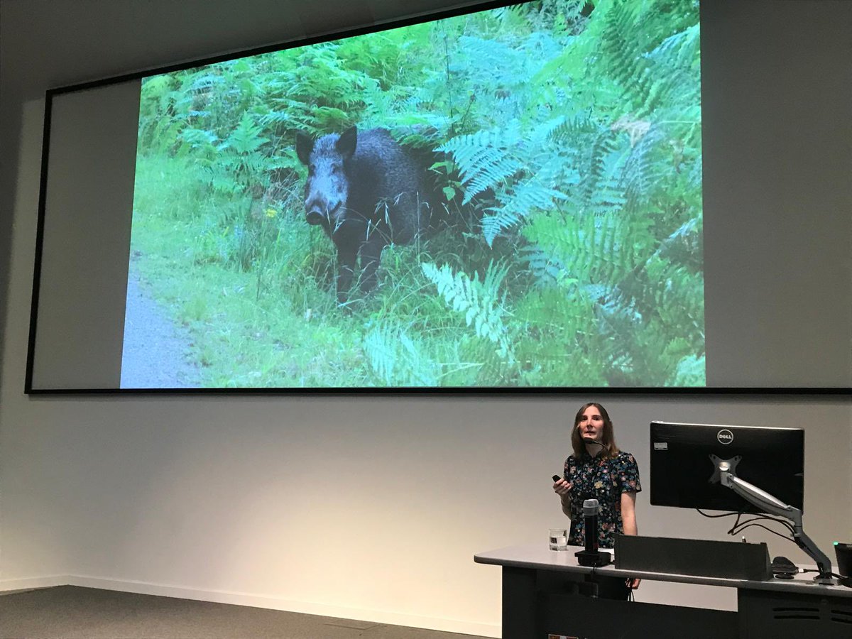 CSLyons's tweet photo. Rewilding Conference about to kick off! I spoke at the last one 6 years ago on #WildBoar - things have changed a lot for me in that time. For the boar, not so much…
#RewildingFutures
@CitizenZoo https://t.co/oKxmYTwwH8