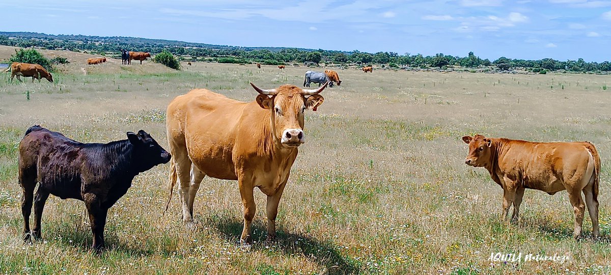 "No te avergüences si a veces los animales están más cerca de ti que las personas, ellos también son tus hermanos" 

¡Feliz Día de #SanAntón! Patrón de todos los animales🐾!