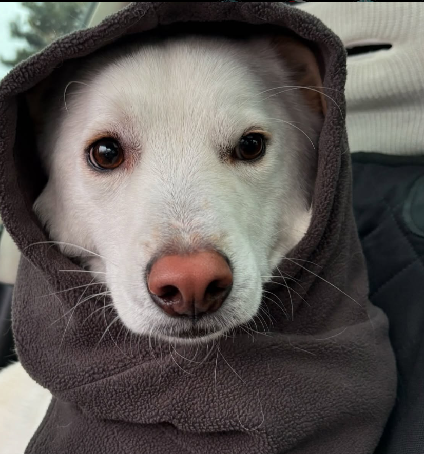 SIGMABOYDOG's tweet photo. Dune 🏜️🌵🦂🐫🏝️ https://t.co/PFkGjMvcxG