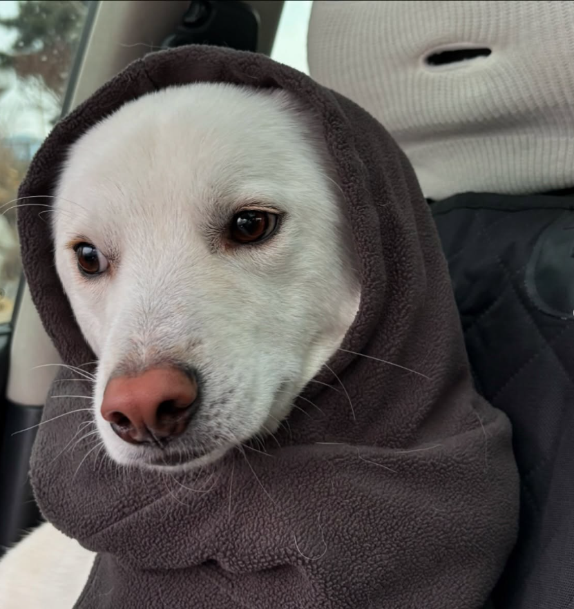 SIGMABOYDOG's tweet photo. Dune 🏜️🌵🦂🐫🏝️ https://t.co/PFkGjMvcxG