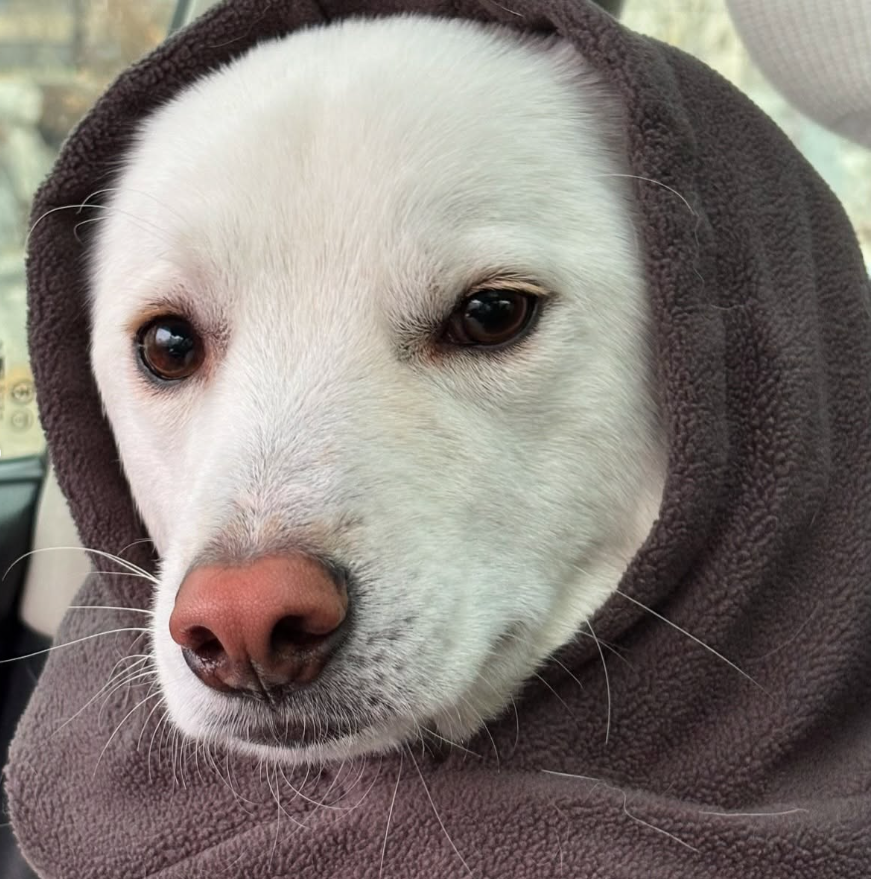 SIGMABOYDOG's tweet photo. Dune 🏜️🌵🦂🐫🏝️ https://t.co/PFkGjMvcxG