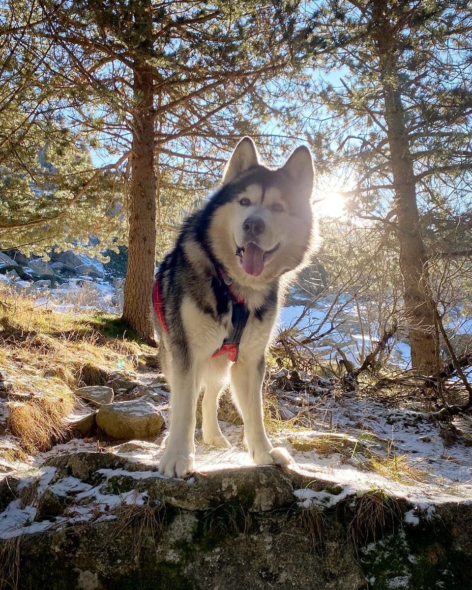 Jordan Alaskan Malamute 🐺🇦🇩 tweet media