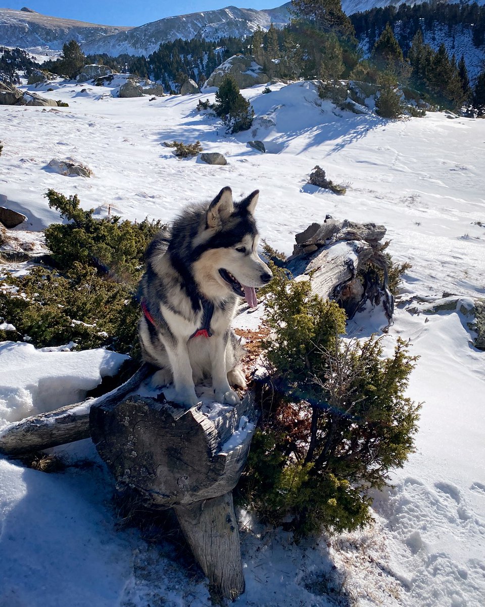 Jordan Alaskan Malamute 🐺🇦🇩 tweet media