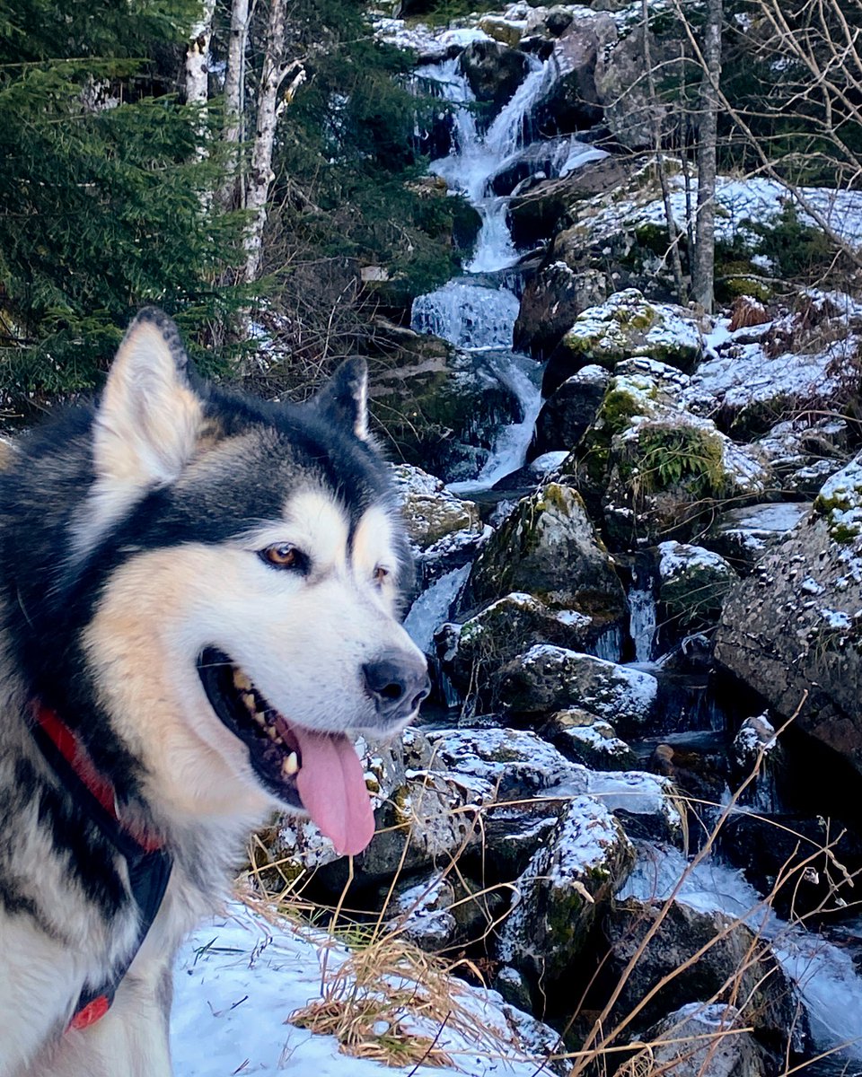 Jordan Alaskan Malamute 🐺🇦🇩 tweet media