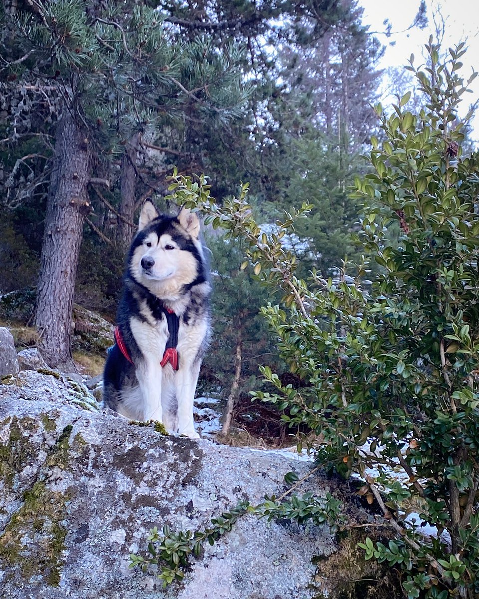 Jordan Alaskan Malamute 🐺🇦🇩 tweet media