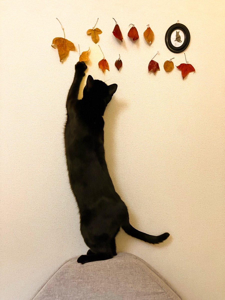 house_yamato's tweet image. 「お！」と思う落ち葉があると拾って飾っています🍁
