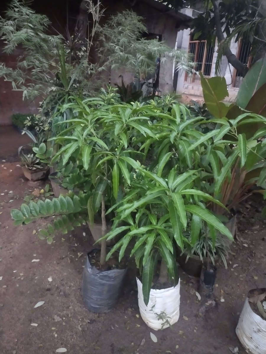 vagaalk's tweet photo. 🥭 Grow the King of Mangoes! Alphonso Mango Plants Now Available in Tissamaharama – Shop Now on https://t.co/QQXQ6egBGx

https://t.co/0JfWAP2JfV

#alphonsomango #MangoPlantation #Tissamaharama #vagaalk #fruitgarden #homegardening #srilankafarming #KingOfMangoes https://t.co/GRYXfemzpH