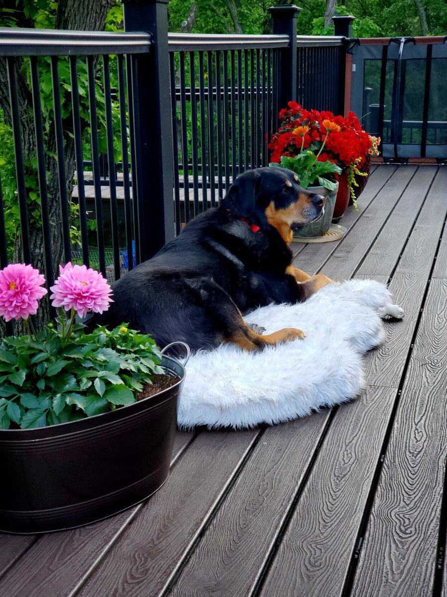 RealRottieMom tweet media