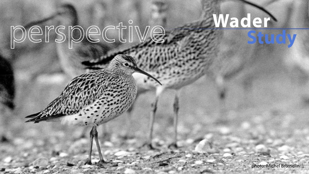 Perspective by <a href="/numenini/">nicola crockford</a>:
Using the power of intergovernmental approaches to conserve waders

waderstudygroup.org/article/18657/
#waders #shorebirds #ornithology #OpenAccess