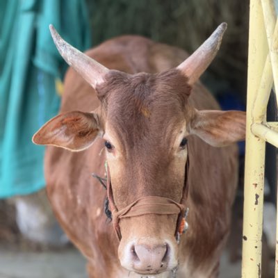 Niihant's tweet photo. #NewProfilePic https://t.co/PbpyRnoBnr