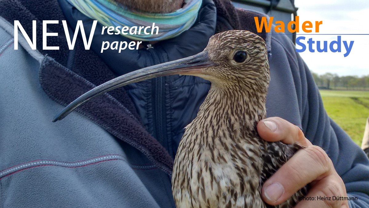 Research paper by Düttmann et al.:
GPS-telemetry reveals individual plasticity in the movements of Eurasian Curlews during a cold spell

waderstudygroup.org/article/18649/
#waders #shorebirds #ornithology