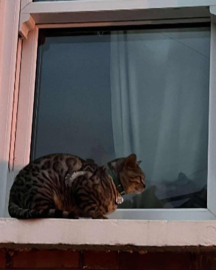 Stacy Draper #CatsDeserveBetter 🟦 tweet media