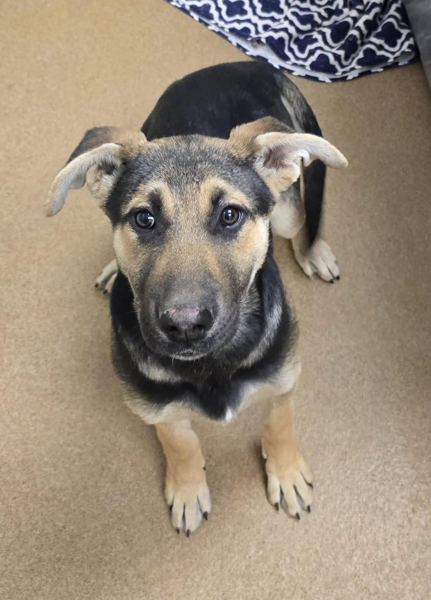 A young puppy who was abandoned on the streets at just 4 months old, Dakota #248073 is now past her deadline in Apple Valley CA. This sweet little girl deserves all the love in the world, sadly she's likely to get the opposite - her life cruelly cut short. She needs a chance,