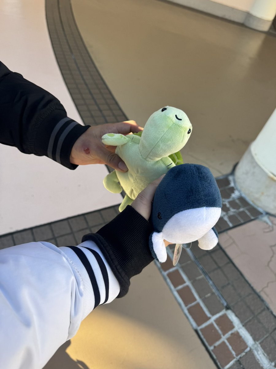 DCS_Dove23's tweet photo. シーパラ行ってきた〜✌️ https://t.co/0rcedUEaUc